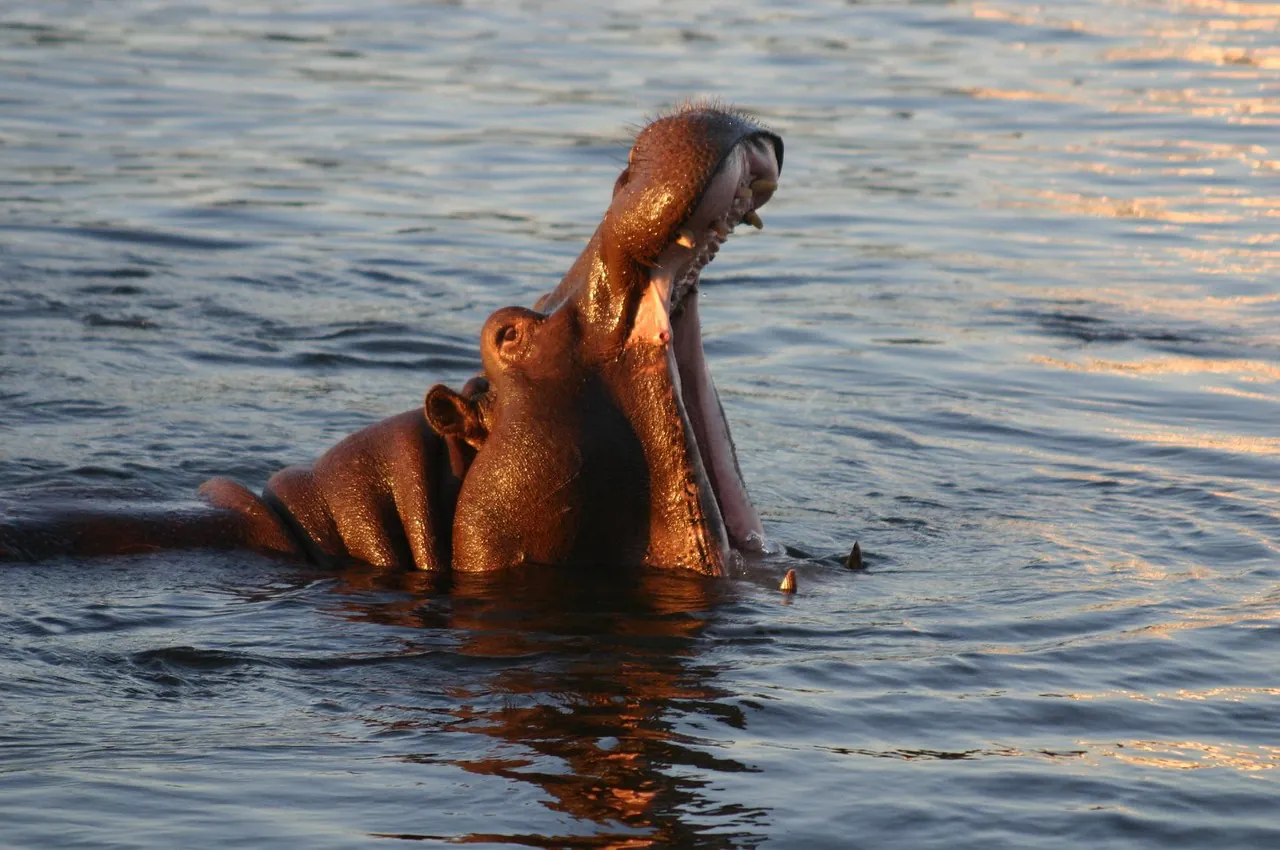 hypopotame, fall victoria, zambezi, zambezi, zambezi, zambezi, zambezi, zambezi